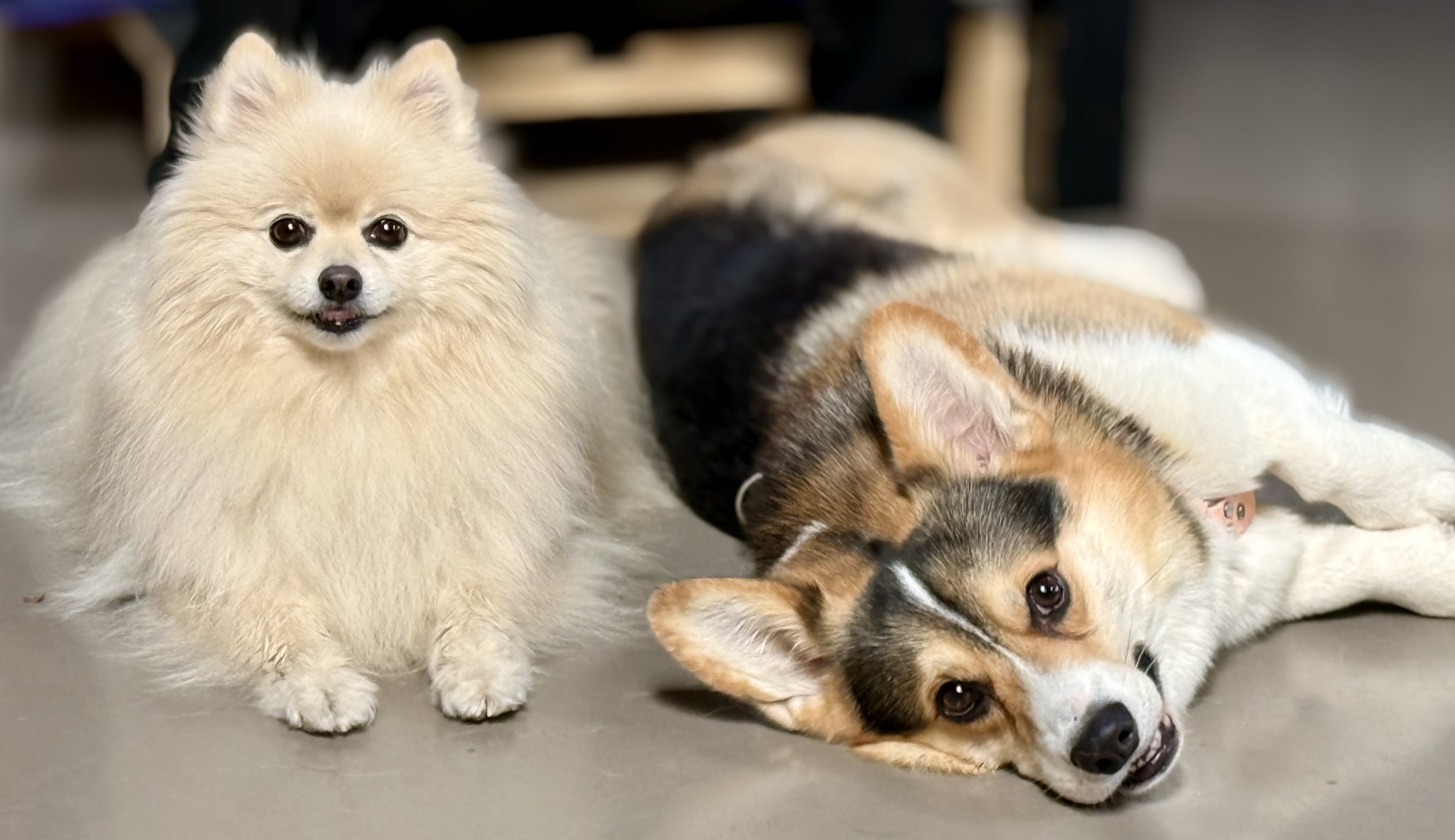 Obligatorische Praktische Hundeausbildung