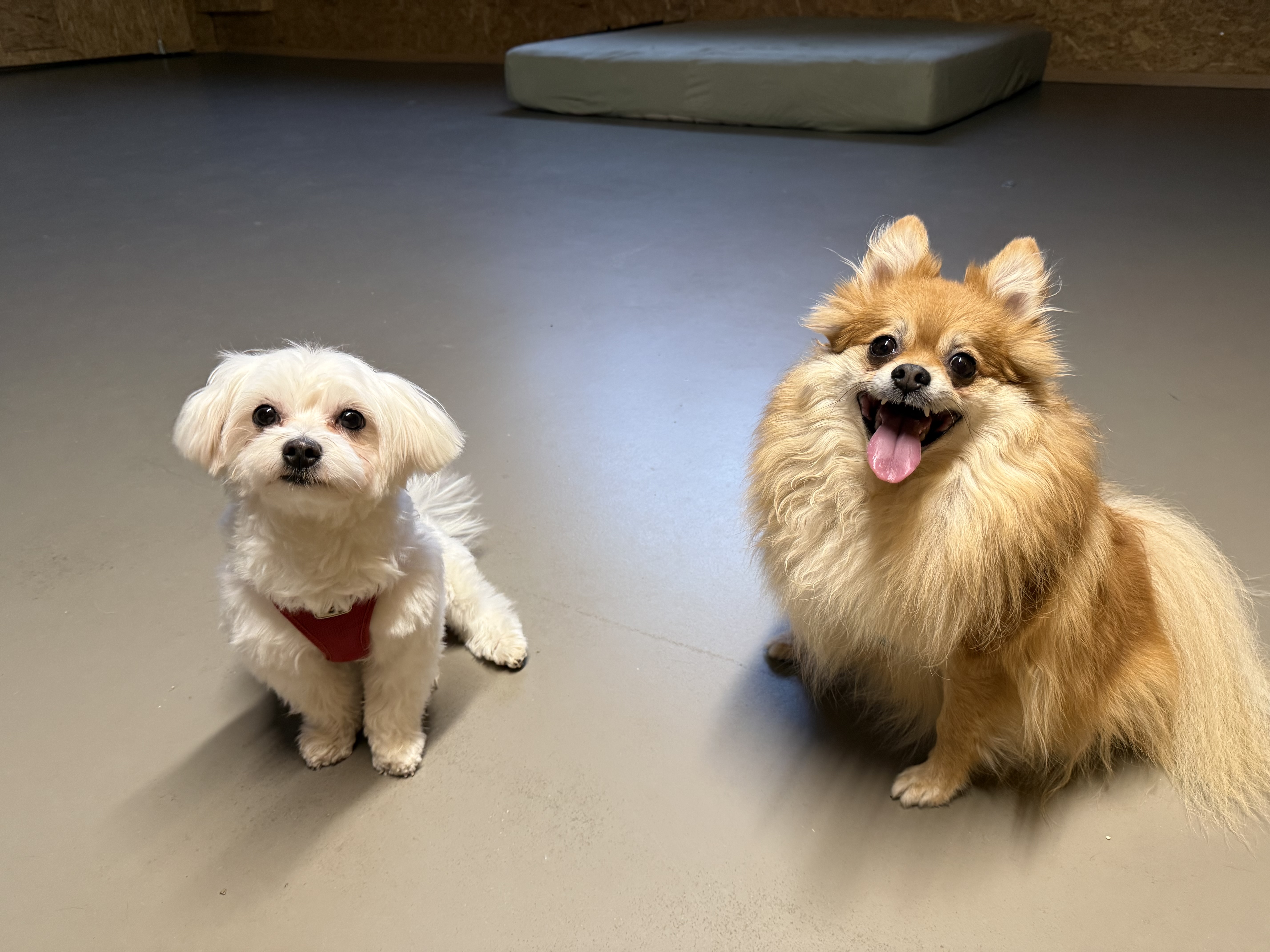 Obligatorische Hundeausbildung